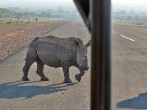 Rhyno sulla pista di Madikwe Hills